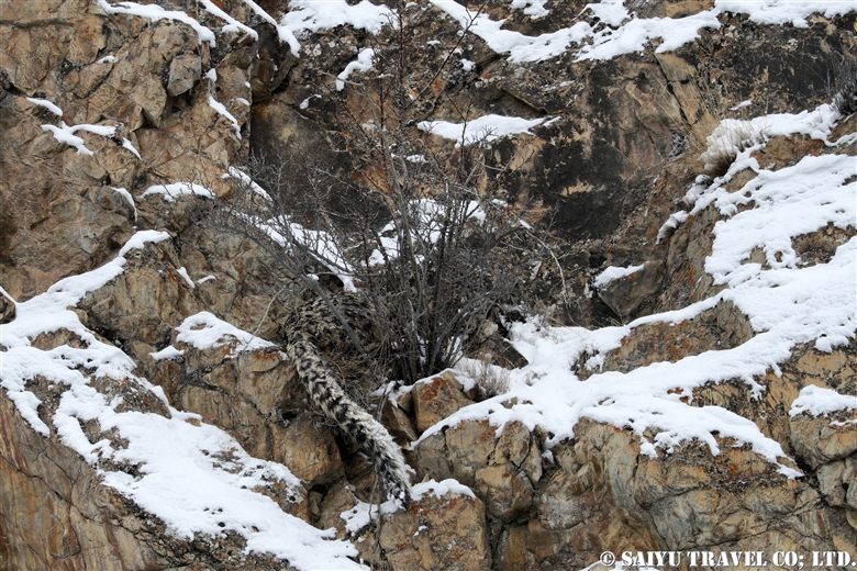 Masters of camouflage: Can you spot the snow leopards