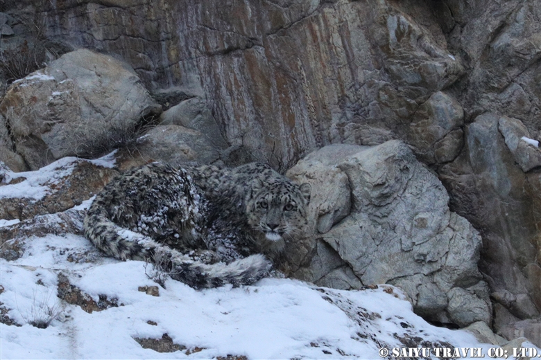 Snow Leopard Observed In Morkhun Village -2 – Re:discover Pakistan