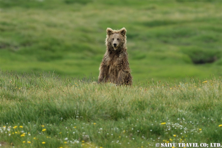 himalayan brown bear