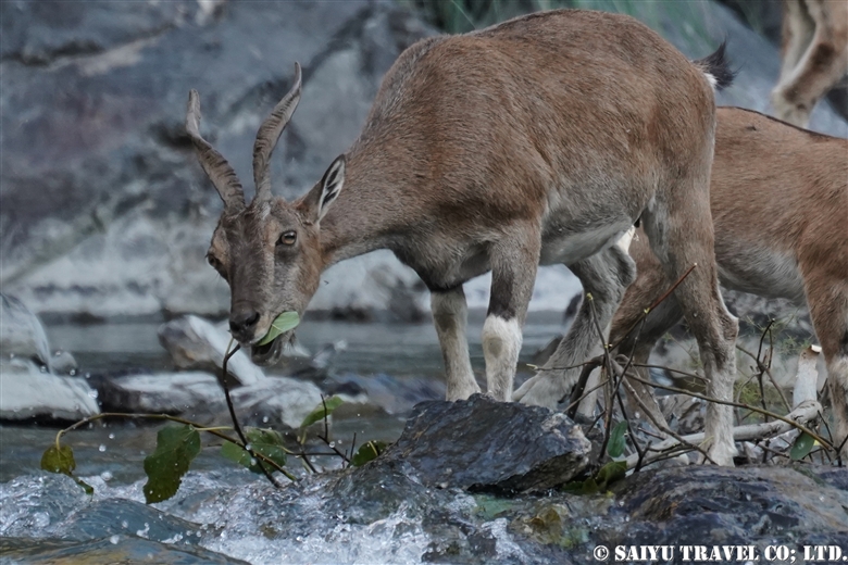 Kashmir Markhor Mother and Kid just across the river! - Re:Discover Pakistan