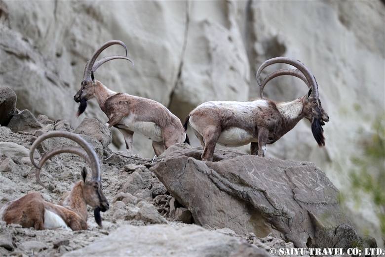 Wildlife of Balochistan - Re:Discover Pakistan