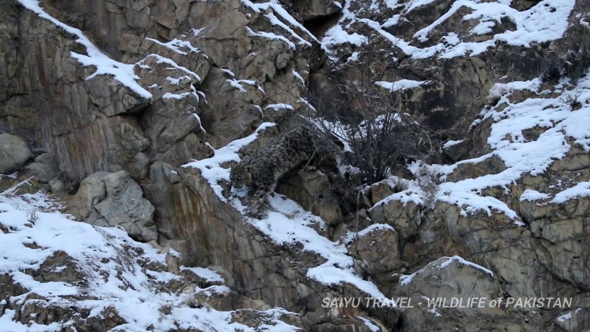 (video) Can you find the Snow Leopard? Sighted at Morkhun Village