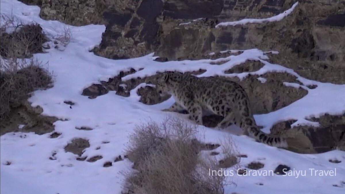 (video) A Snow Leopard Observed from the Karakoram Highway