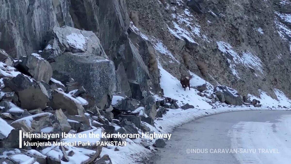 （Video）An Ibex Appeared on the Karakoram Highway!