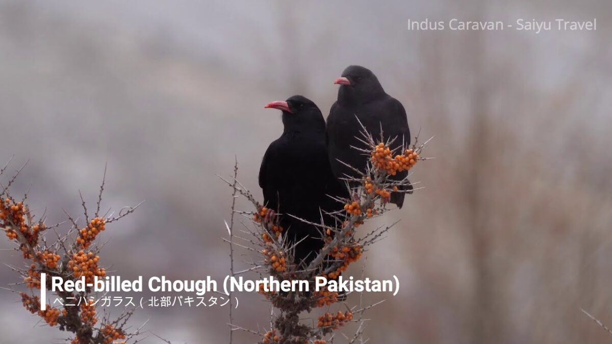 (video) Red-billed Chough