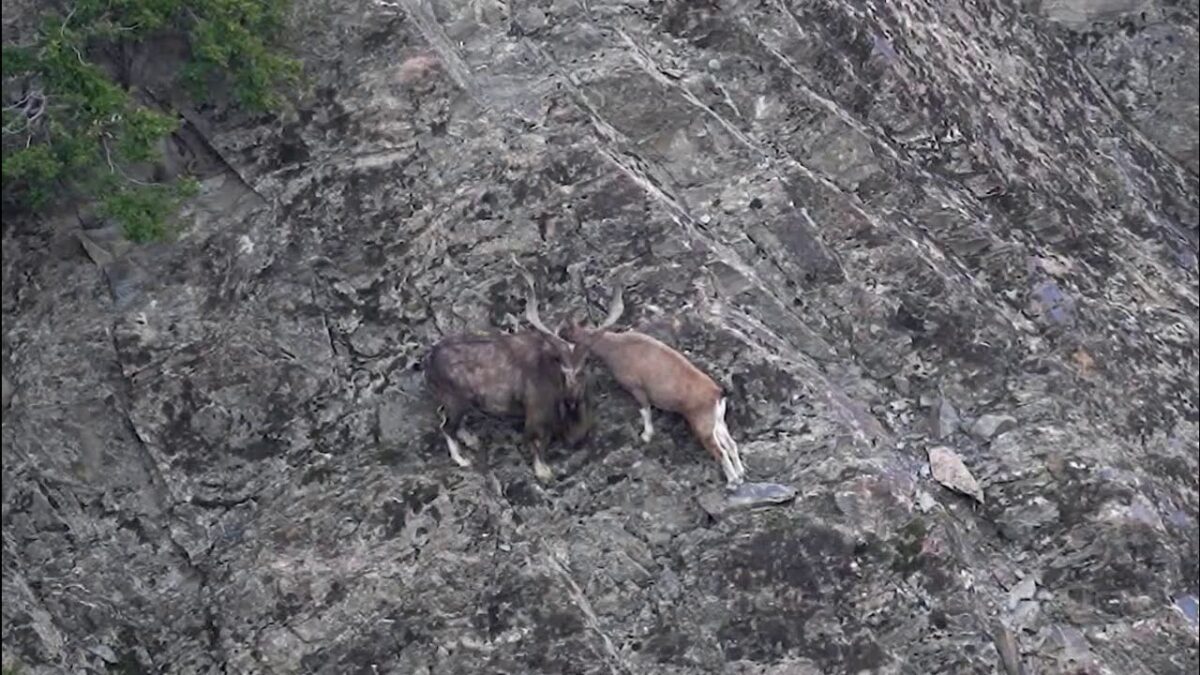 (Video) Markhor In Love, Chitral Gol National Park