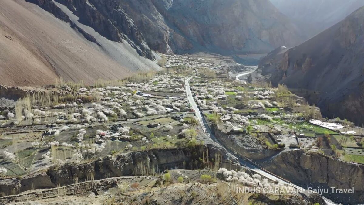 （Video）The Apricot Blossoms of Khyber Village