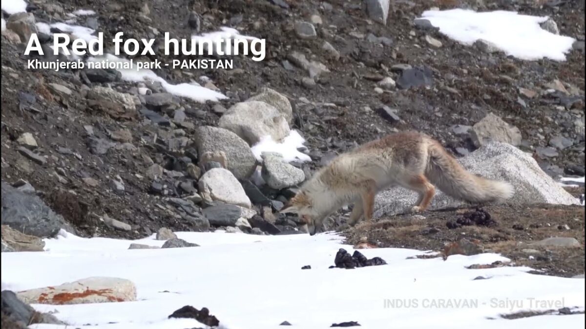 (Video) Red Fox Hunting (Khunjerab National Park)