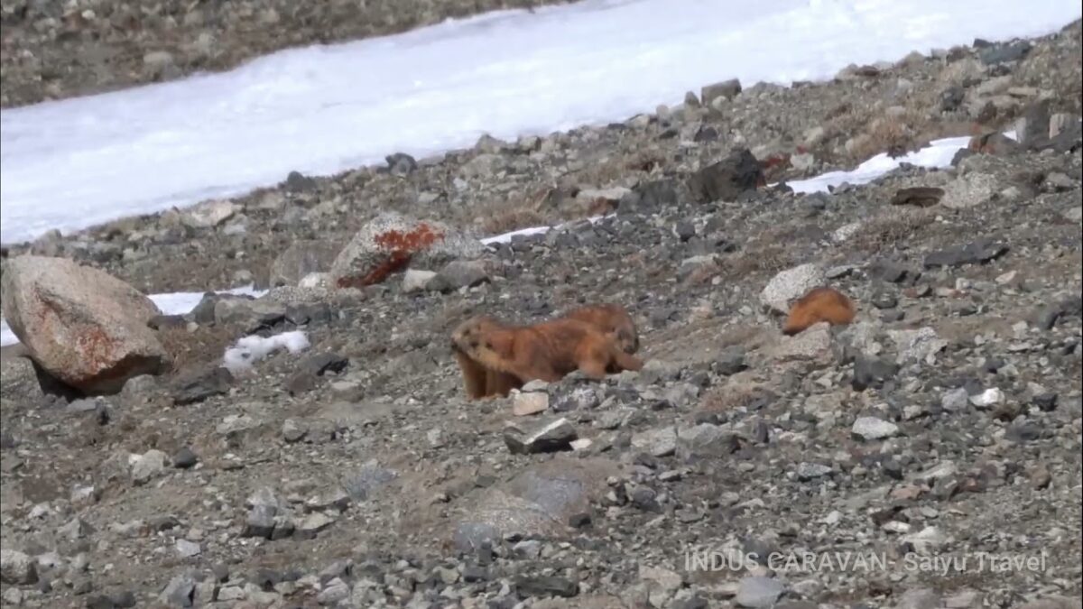 (Video) Hibernation is Over! Long-tailed Marmots in the Spring (Khunjerab National Park)