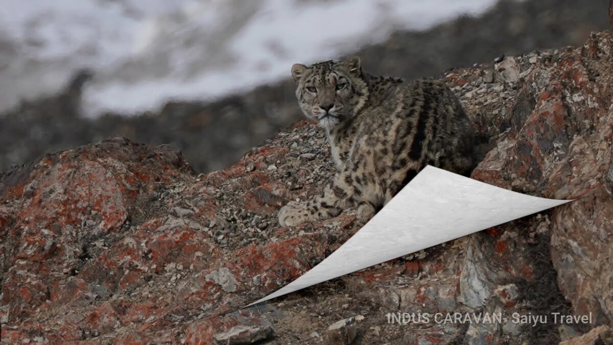 (Tour Vlog) Snow Leopard Spring Expedition 2021