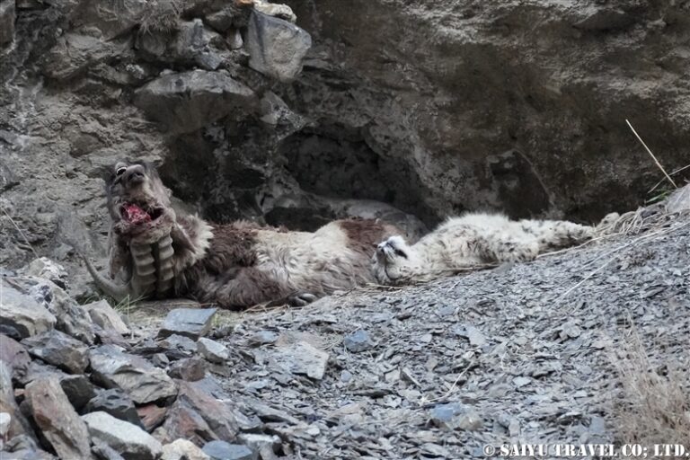 Snow Leopard After The Hunt – Re:Discover Pakistan