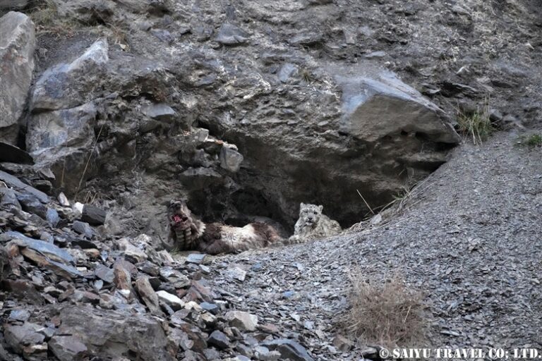 Snow Leopard After The Hunt – Re:Discover Pakistan