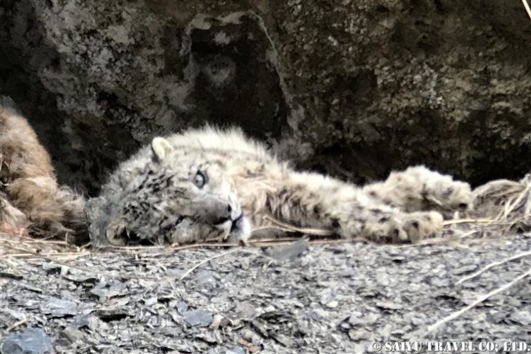 Snow Leopard After The Hunt – Re:Discover Pakistan